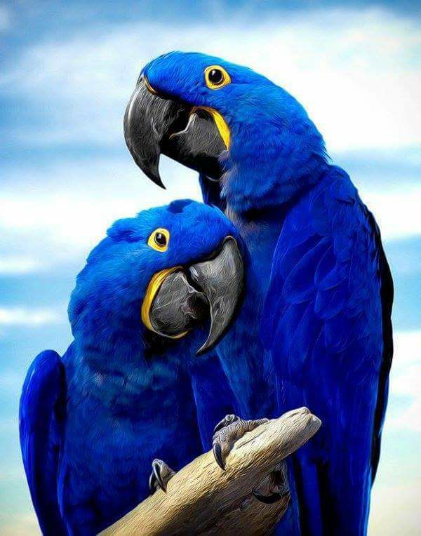 Aras bleu ....