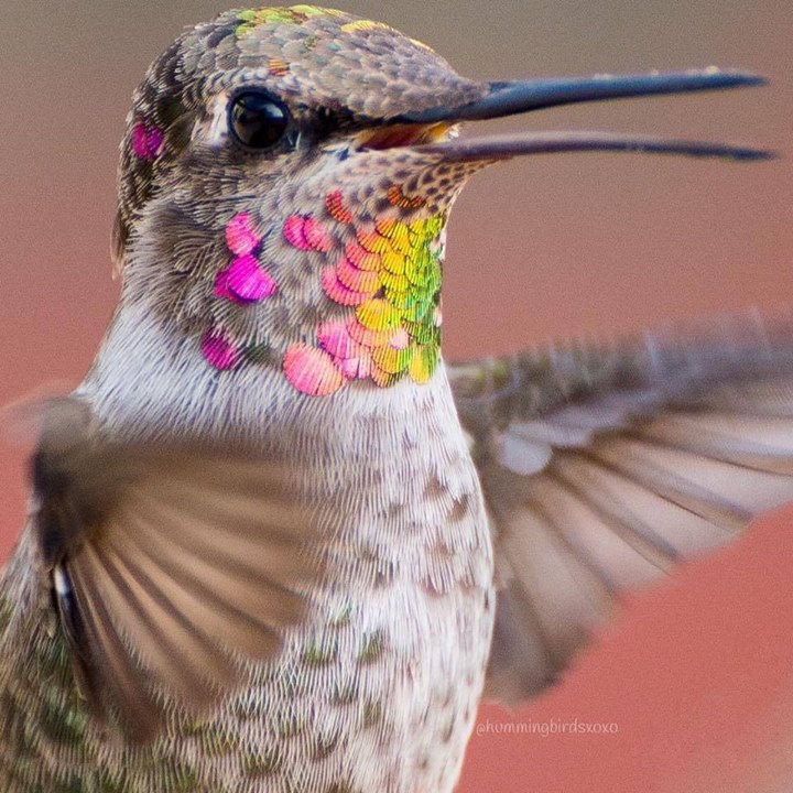 sasha colibri