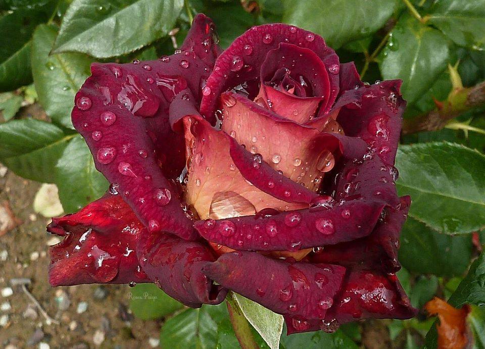 belles roses - Page 4